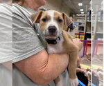 Small #5 Mutt