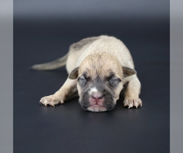 Medium Photo #1 American Bully Puppy For Sale in CHAMPAIGN, IL, USA