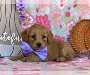 Goldendoodle (Miniature) Puppy for sale in LANCASTER, PA, USA