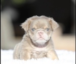 Small #1 English Bulldog