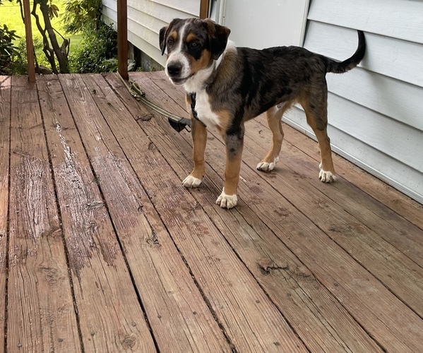 Medium Photo #2 Australian Cattle Dog-Great Pyrenees Mix Puppy For Sale in NEW WILMINGTON, PA, USA