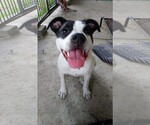 Small Mutt