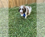 Small Photo #8 Poodle (Standard) Puppy For Sale in SAN ANTONIO, TX, USA