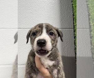 Mutt Dogs for adoption in Temple, TX, USA