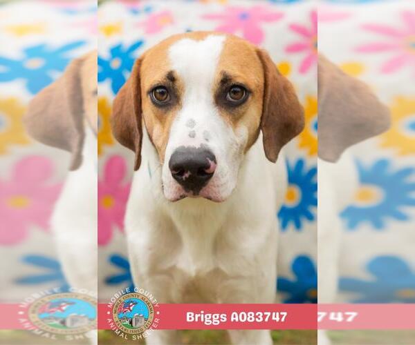 Medium Photo #2 Treeing Walker Coonhound-Unknown Mix Puppy For Sale in Mobile, AL, USA