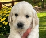 Puppy Eeyore English Cream Golden Retriever