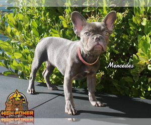 French Bulldog Puppy for sale in SAN FRANCISCO, CA, USA