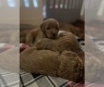 Small Photo #11 Goldendoodle (Miniature) Puppy For Sale in PLATTE CITY, MO, USA