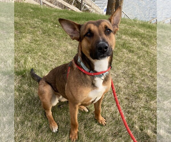 Medium Photo #3 Mutt Puppy For Sale in Fargo, ND, USA