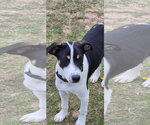 Small #1 Mutt