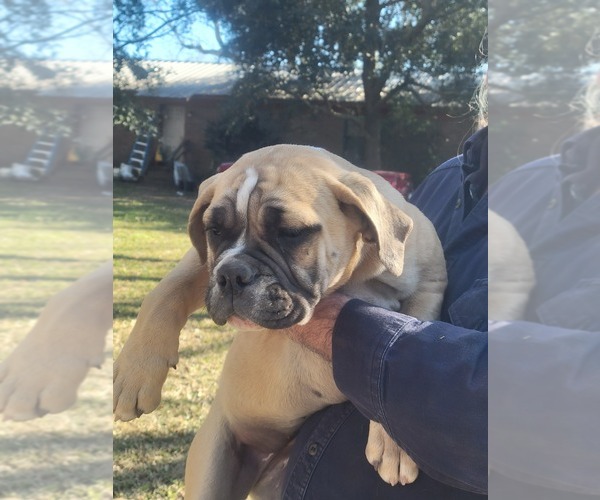 Medium Photo #4 American Bulldog-English Bulldog Mix Puppy For Sale in DAPHNE, AL, USA
