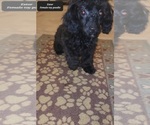 Small Photo #3 Poodle (Toy) Puppy For Sale in TUCSON, AZ, USA