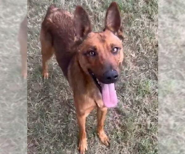 Medium Photo #1 Mutt Puppy For Sale in Riverside, CA, USA