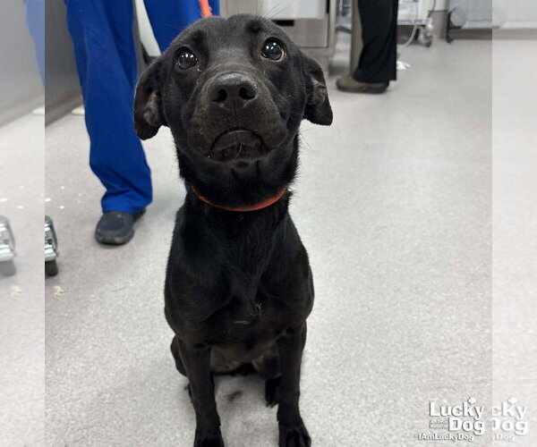 Medium Photo #2 Labrador Retriever-Unknown Mix Puppy For Sale in Washington, DC, USA