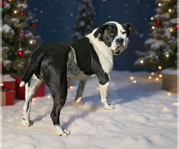 Medium Photo #7 Mutt Puppy For Sale in Talladega, AL, USA