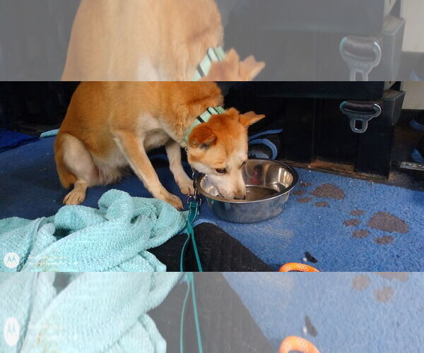 Medium Photo #11 Mutt Puppy For Sale in Sebec, ME, USA