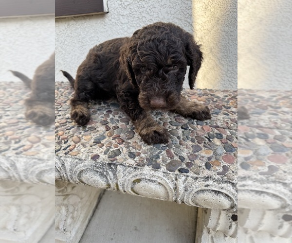 Medium Photo #1 Bernedoodle Puppy For Sale in RANCHO CUCAMONGA, CA, USA