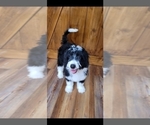 Small Photo #1 Goldendoodle-Miniature Bernedoodle Mix Puppy For Sale in LAKE CITY, FL, USA