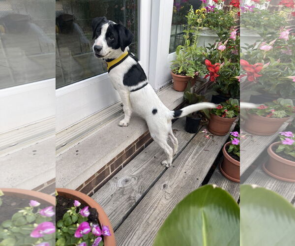 Medium Photo #2 Mutt Puppy For Sale in Wheaton, IL, USA