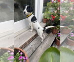 Small #1 Mutt
