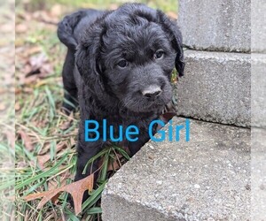 Labradoodle Puppy for sale in SAINT CHARLES, MO, USA