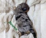 Small Photo #5 Aussiedoodle Miniature -Miniature Bernedoodle Mix Puppy For Sale in MIDDLEBURY, IN, USA