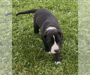 Great Dane Litter for sale in MAYSVILLE, KY, USA