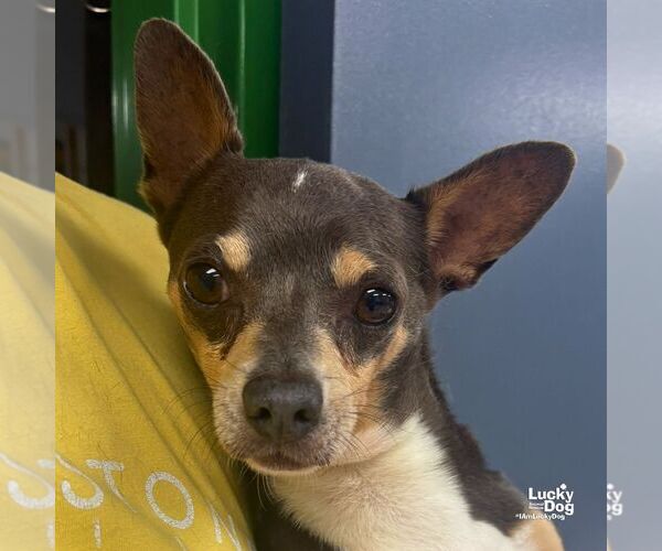 Medium Photo #2 Chihuahua-Unknown Mix Puppy For Sale in Washington, DC, USA