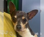 Small #1 Chihuahua Mix