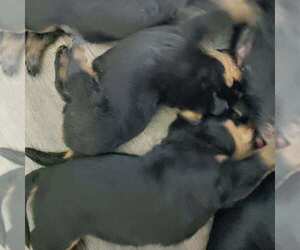 Rottweiler Puppy for sale in TEMPLE, TX, USA