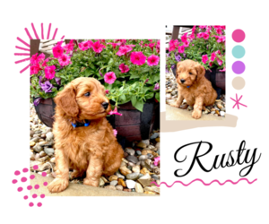 Goldendoodle (Miniature) Puppy for sale in ARCOLA, IL, USA