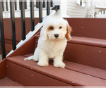 Small #7 Cavapoo (Miniature)