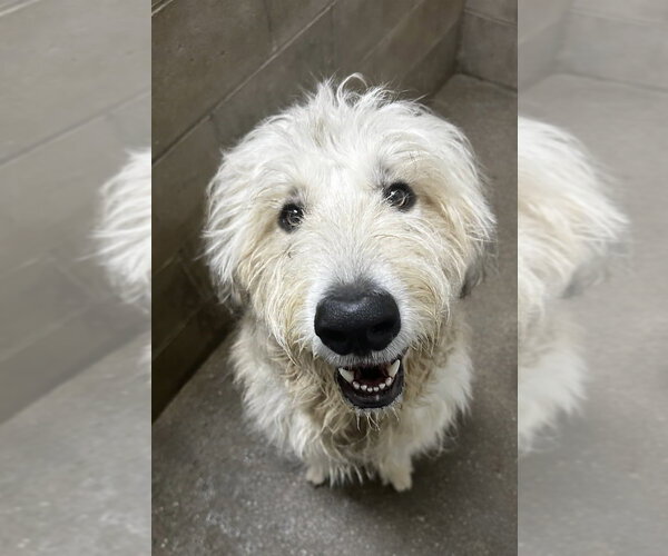 Medium Photo #1 Great Pyrenees-Unknown Mix Puppy For Sale in Evansville, IN, USA