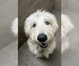 Great Pyrenees-Unknown Mix Dogs for adoption in Evansville, IN, USA
