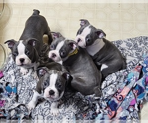 Boston Terrier Puppy for sale in FLINT, MI, USA
