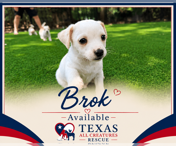 Medium Photo #2 Rat-Cha Puppy For Sale in Lillian, TX, USA