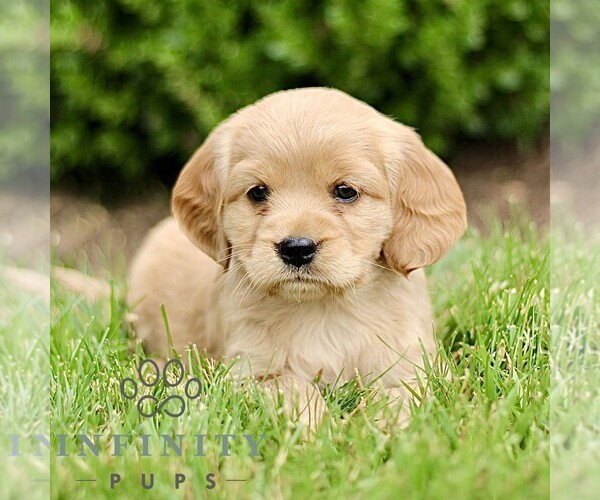 Medium Photo #4 Golden Retriever Puppy For Sale in STRASBURG, PA, USA