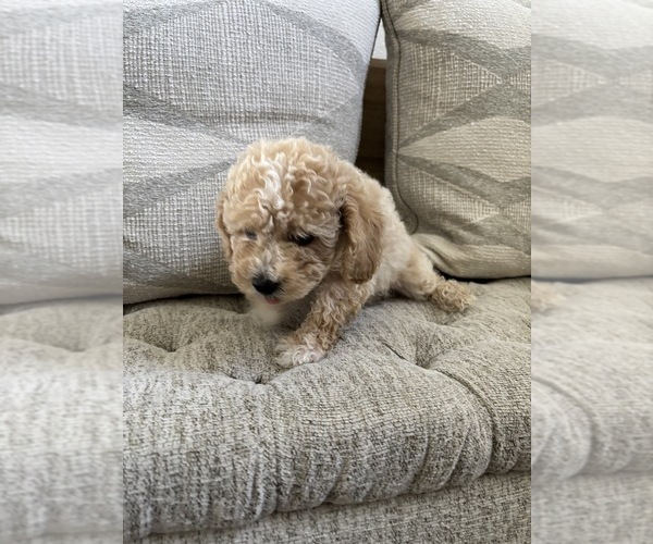 Medium Photo #11 Bichpoo Puppy For Sale in NORTH PORT, FL, USA