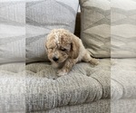 Small #10 Bichpoo