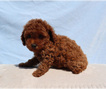 Olive - Male Poodle (Toy) Puppy for Sale - Photo #2