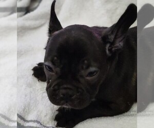 Faux Frenchbo Bulldog Puppy for sale in SPRING LAKE, NC, USA