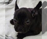 Small Faux Frenchbo Bulldog