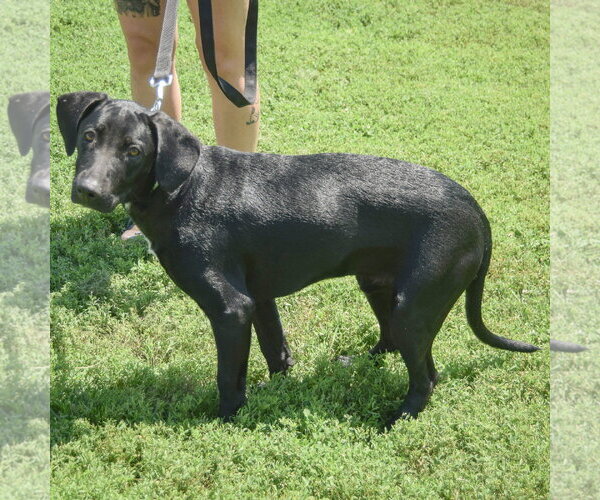 Medium Photo #2 Coonhound-Unknown Mix Puppy For Sale in Huntley, IL, USA