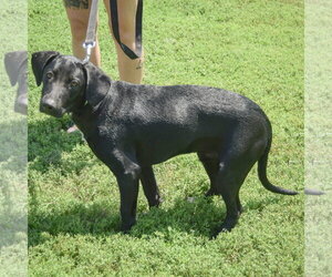Little Boy - Male Pointer-Unknown Mix Dog for Adoption - Photo #2