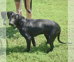 Small #1 Coonhound Mix