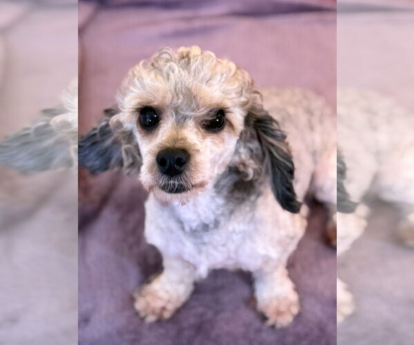 Medium Photo #1 Poodle (Miniature)-Unknown Mix Puppy For Sale in Pacolet, SC, USA