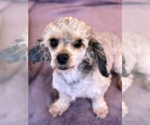 Poodle (Miniature)-Unknown Mix Dogs for adoption in Pacolet, SC, USA