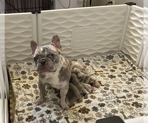 Mother of the French Bulldog puppies born on 01/04/2024