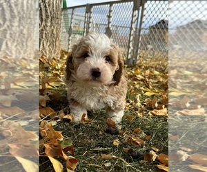 Miniature Bernedoodle Puppy for Sale in LONGMONT, Colorado USA