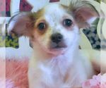 Small #1 Chihuahua Mix
